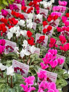 ここ最近の入荷　第二弾