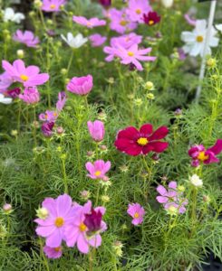 今週の入荷情報　第一弾