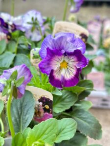 ここ最近の入荷情報　第一弾