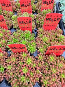 今週の入荷情報　第二弾