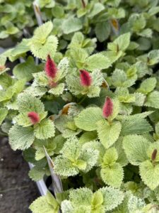 ここ最近の入荷情報　第一弾