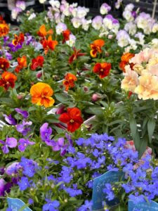 今週の入荷情報　第一弾